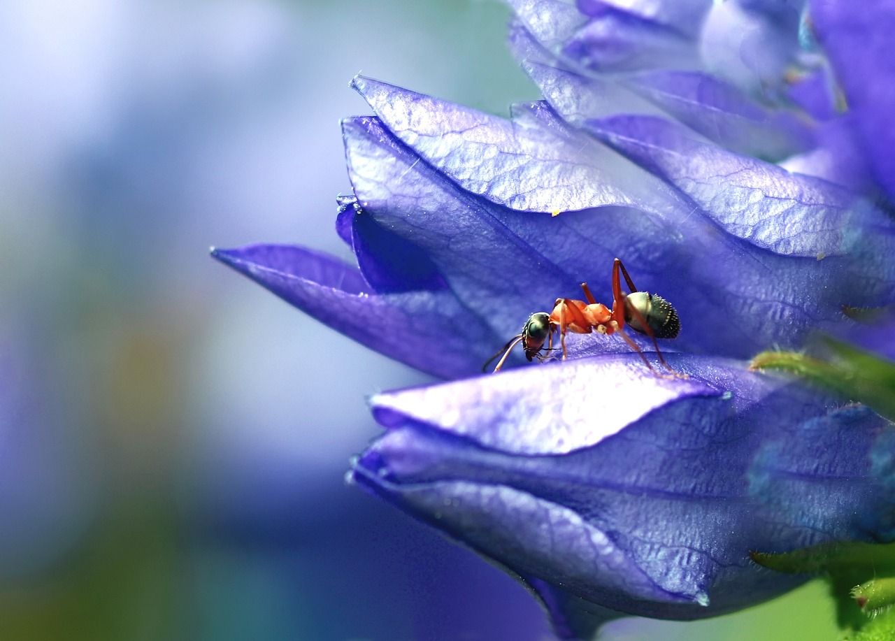 Mrówki w ogrodzie – co robić?