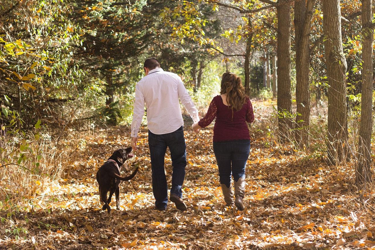 Komfort i bezpieczeństwo na spacerach z psem - co powinieneś wiedzieć?