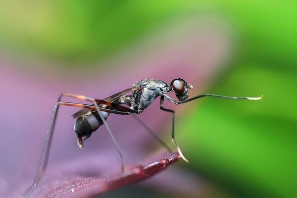 Dbamy o mrówki w domowym terrarium: porady dla amatorów entomologii